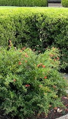 Punica