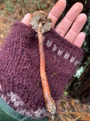 Lepiota flammeotincta