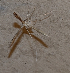Stenoptilia zophodactylus