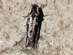 Morpheis melanoleuca