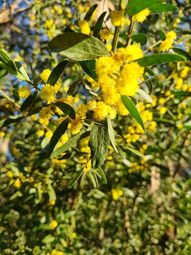 Acacia rostriformis, photograph 1
