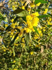 Acacia rostriformis, photograph Ben Fisher, CC BY, iNaturalist via GBIF