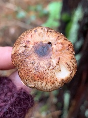 Lepiota flammeotincta