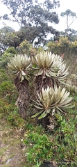 Espeletia
