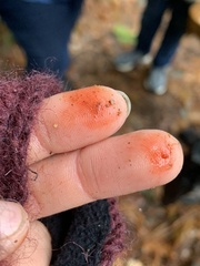 Lepiota flammeotincta