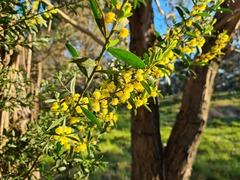 Acacia rostriformis, photograph Ben Fisher, CC BY, iNaturalist via GBIF