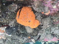 Botrylloides violaceus