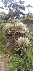 Espeletia
