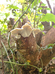 Trametes elegans