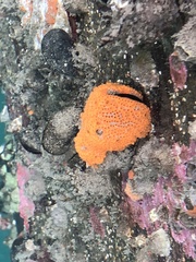 Botrylloides violaceus