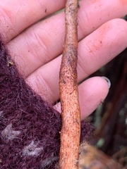 Lepiota flammeotincta