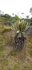 Espeletia