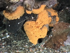 Botrylloides violaceus