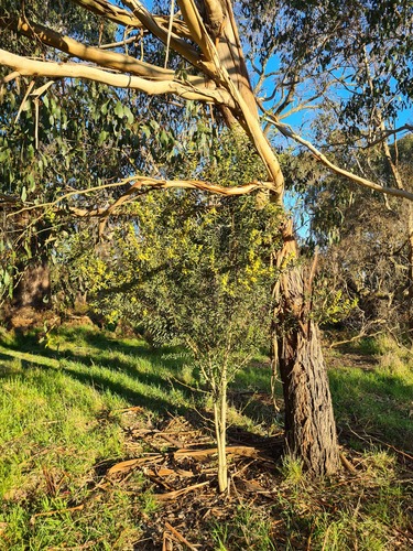 Acacia rostriformis, photograph 3