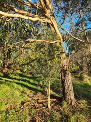 Acacia rostriformis, photograph Ben Fisher, CC BY, iNaturalist via GBIF