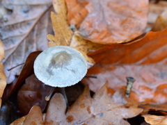 Tephrocybe rancida