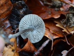 Tephrocybe rancida