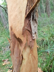 Angophora leiocarpa