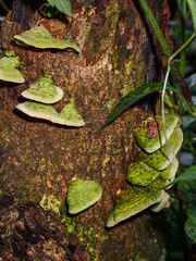 Cerrena unicolor