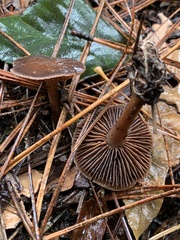 Gymnopus