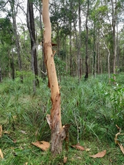 Angophora leiocarpa