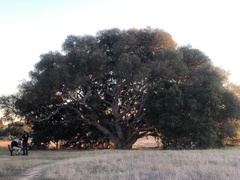 Eucalyptus camaldulensis