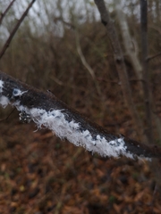 Prociphilus tessellatus