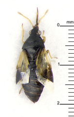Cimicoidea