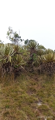Espeletia