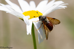 Trichiosoma triangulum