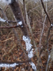 Prociphilus tessellatus