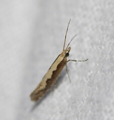 Plutella xylostella-australiana