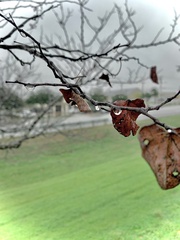 Cercis canadensis