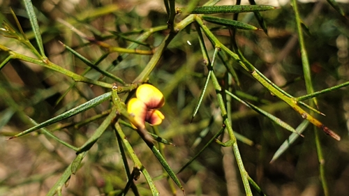 Image of Daviesia acicularis by (c) Andrew Thornhill, some rights reserved (CC BY)