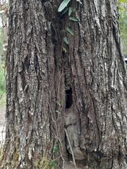 Eucalyptus siderophloia
