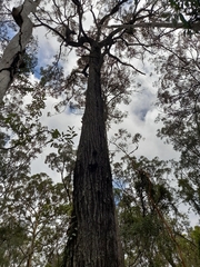 Eucalyptus siderophloia