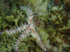 Coscinasterias tenuispina