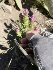 Orthocarpus cuspidatus cryptanthus