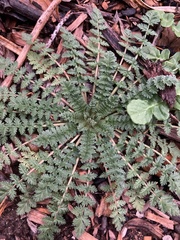 Erodium