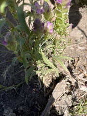 Orthocarpus cuspidatus cryptanthus