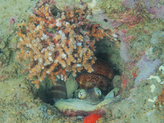 Octopus insularis