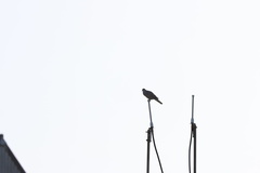 Streptopelia decaocto