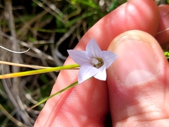 Wahlenbergia albomarginata