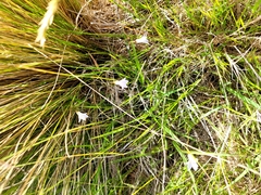 Wahlenbergia albomarginata