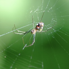Leucauge argyrobapta