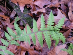 Macrothelypteris torresiana