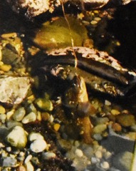 Sebastes rastrelliger