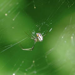 Leucauge argyrobapta