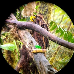 Chlorochrysa phoenicotis