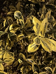 Euonymus